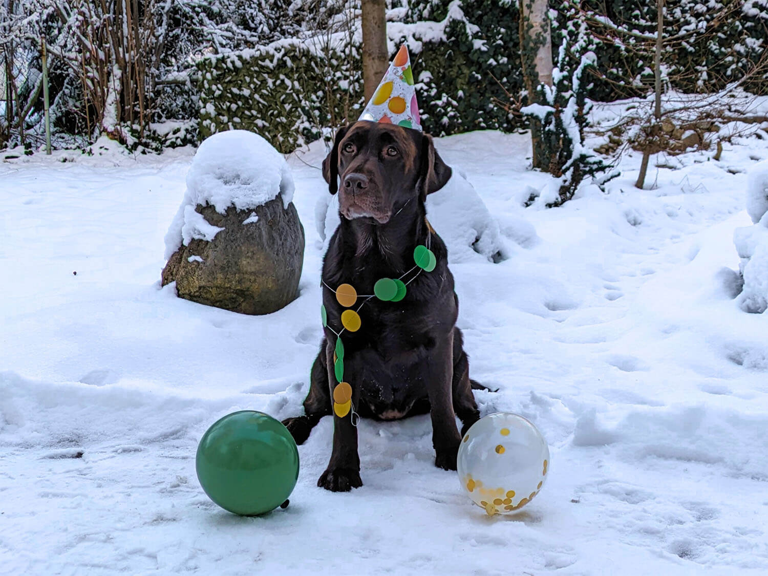 Kindergeburtstage mit Hund